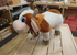 New Gokul Mascot