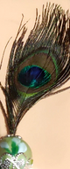 Peacock Feather Products